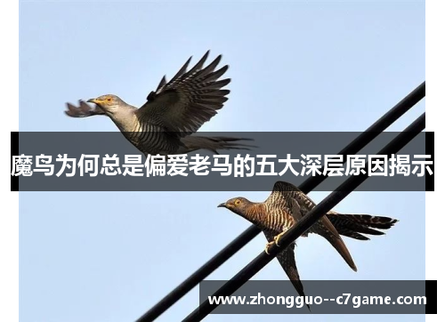 魔鸟为何总是偏爱老马的五大深层原因揭示